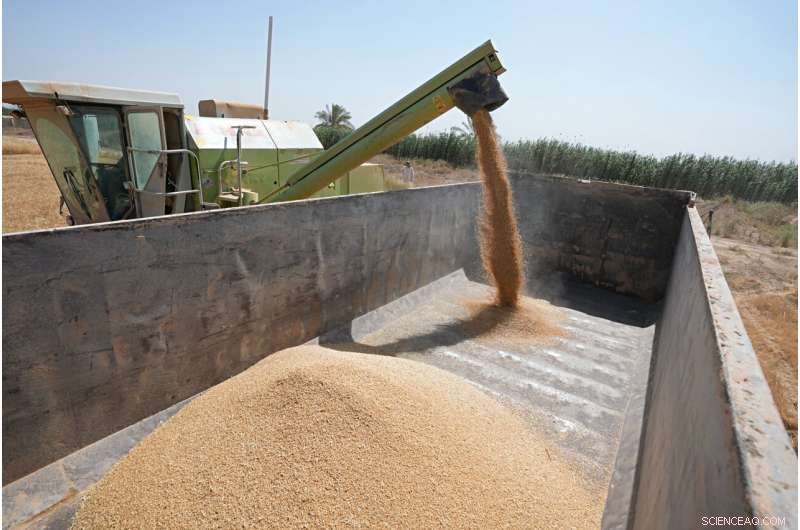 Iraq s Wheat Harvest Strained by Severe Water Shortages