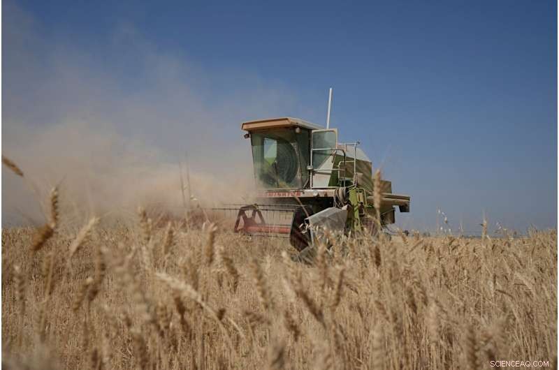 Iraq s Wheat Harvest Strained by Severe Water Shortages