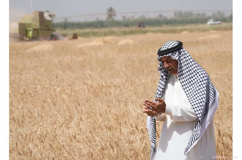 Iraq s Wheat Harvest Strained by Severe Water Shortages