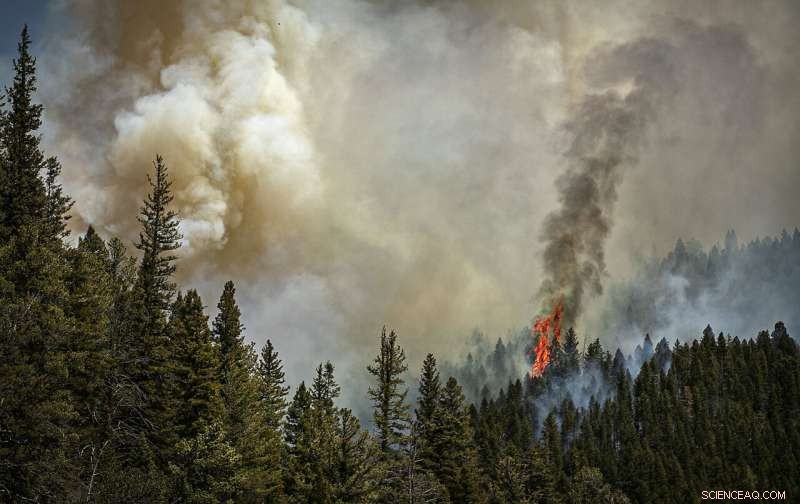 Largest New Mexico Wildfire Traced to Planned Burns, According to US Review