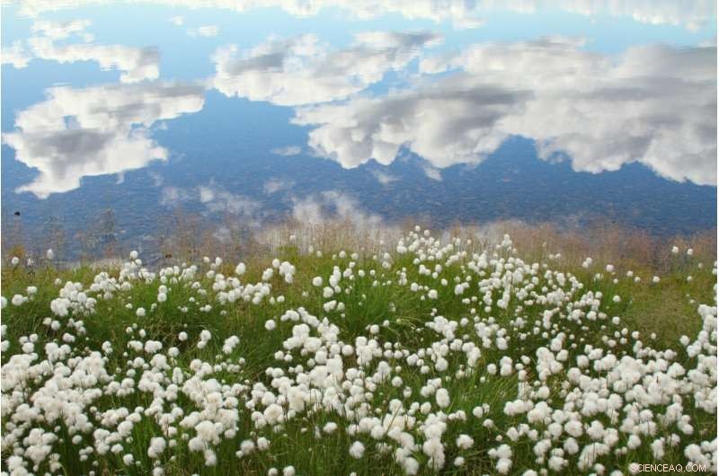 Siberian Tundra Faces Vanishing Threat by Mid-21st Century