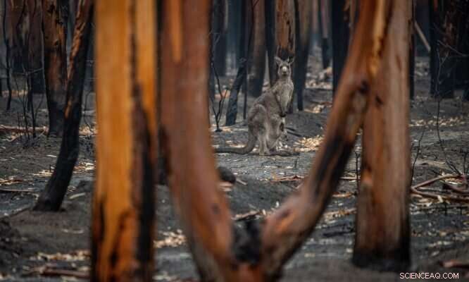 Western Australia s Climate Crisis: Current Status and Future Strategies