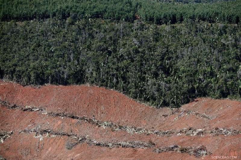 Brazil’s Atlantic Forest Faces 66% Rise in Deforestation, New Report Reveals