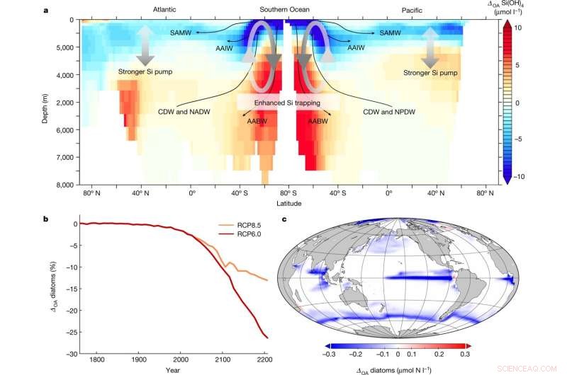 Study Reveals Ocean Acidification Threatens Diatom Populations