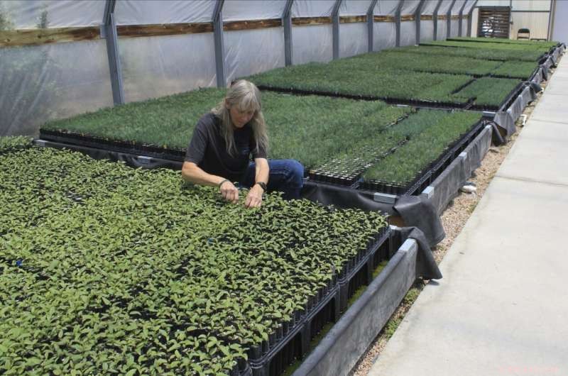Priceless Seeds and Sprouts: Essential for the U.S. West s Post-Fire Recovery