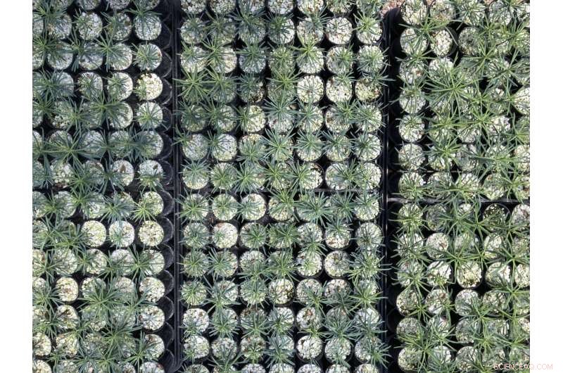 Priceless Seeds and Sprouts: Essential for the U.S. West s Post-Fire Recovery