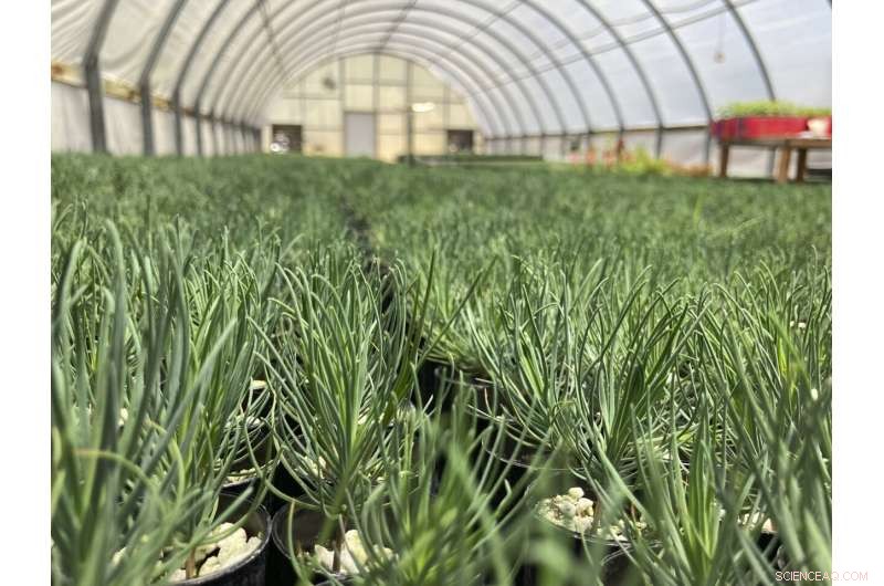 Priceless Seeds and Sprouts: Essential for the U.S. West s Post-Fire Recovery