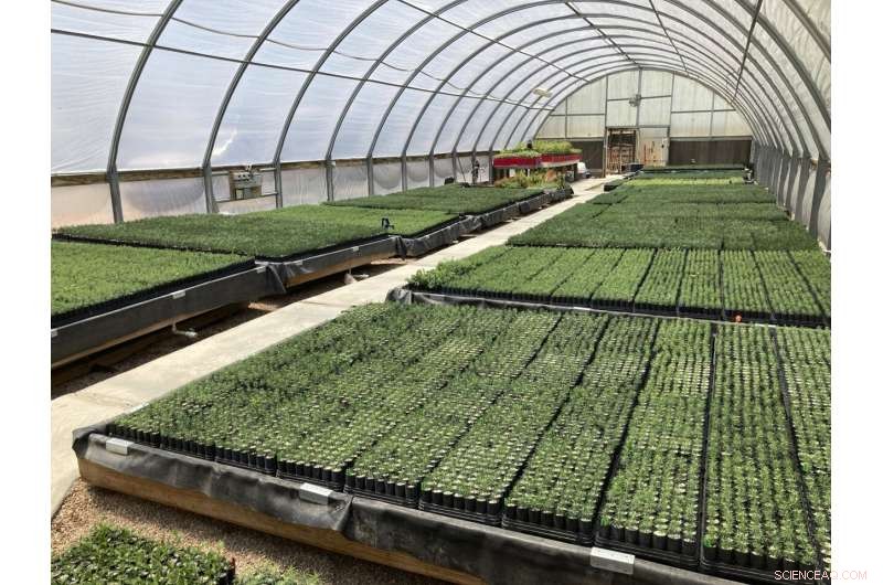 Priceless Seeds and Sprouts: Essential for the U.S. West s Post-Fire Recovery