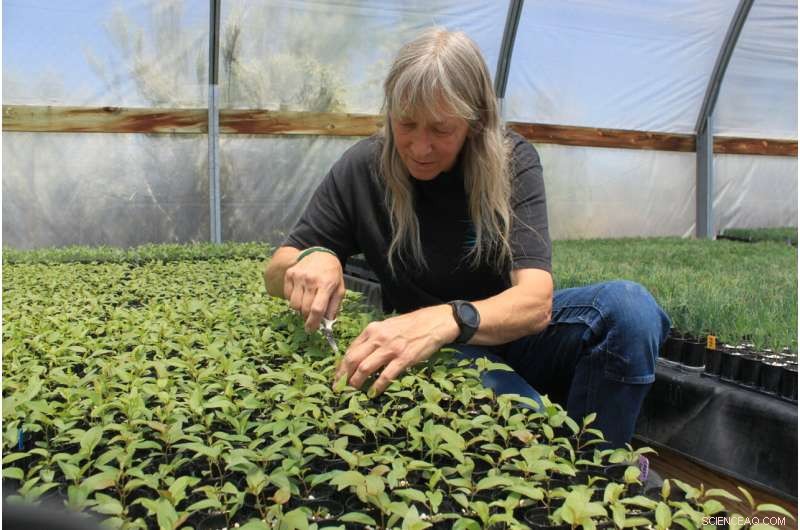 Priceless Seeds and Sprouts: Essential for the U.S. West s Post-Fire Recovery