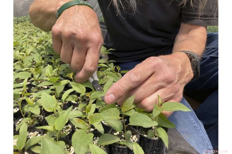 Priceless Seeds and Sprouts: Essential for the U.S. West s Post-Fire Recovery