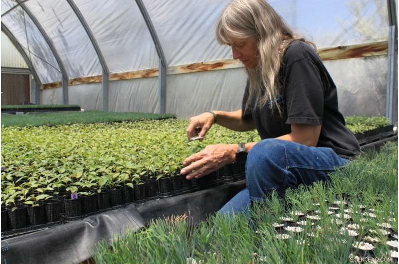 Priceless Seeds and Sprouts: Essential for the U.S. West s Post-Fire Recovery