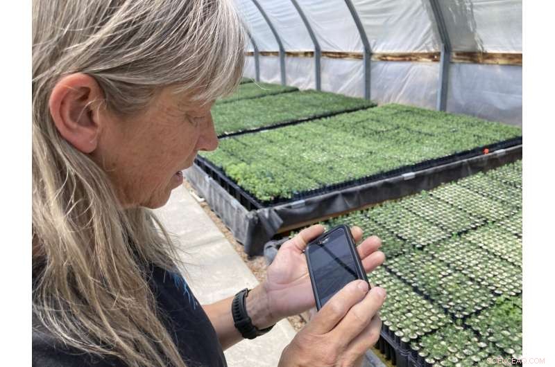 Priceless Seeds and Sprouts: Essential for the U.S. West s Post-Fire Recovery