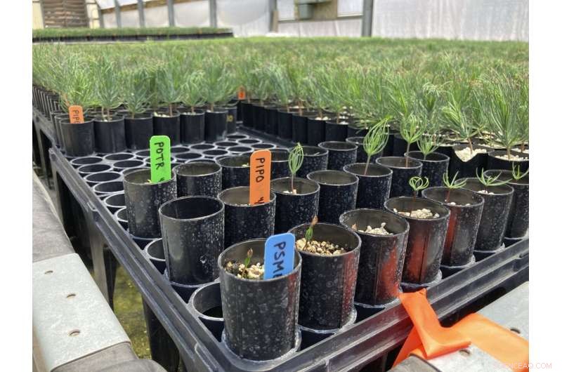 Priceless Seeds and Sprouts: Essential for the U.S. West s Post-Fire Recovery