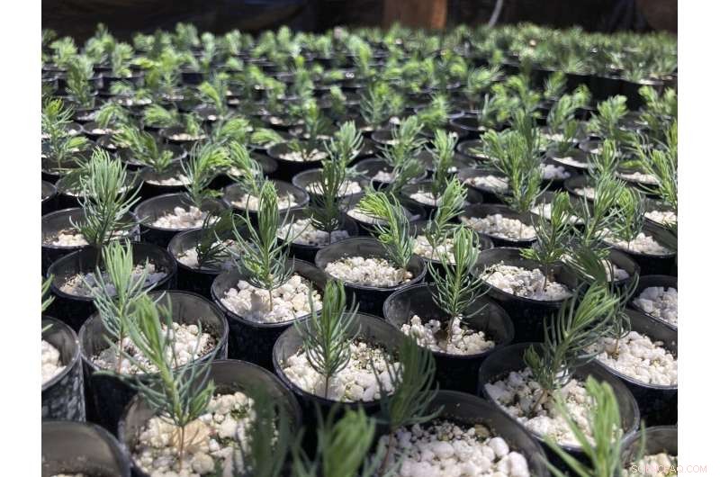 Priceless Seeds and Sprouts: Essential for the U.S. West s Post-Fire Recovery