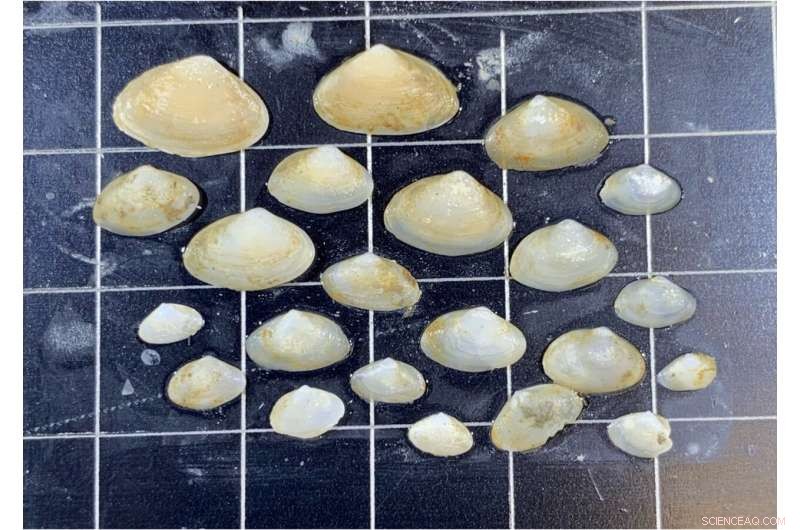 Scientists Near Definitive Marker for Anthropocene Era