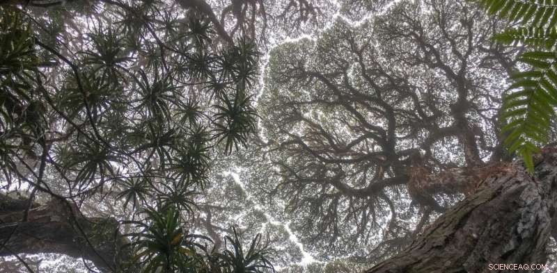 Queensland’s Tropical Rainforests Under Threat: Climate Change Kills Trees