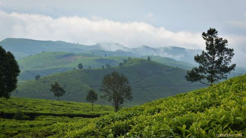 Enhancing Indonesia’s REDD+ Initiative: Strategies to Halt Deforestation and Protect Forests