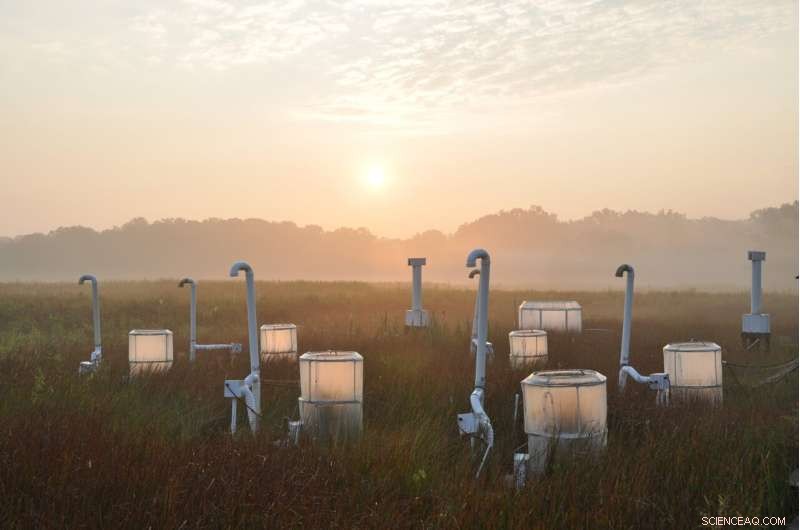 Rising Seas Overwhelm CO₂ Benefits in Wetland Plants
