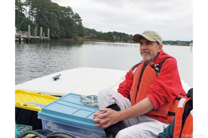 Rising Seas Overwhelm CO₂ Benefits in Wetland Plants