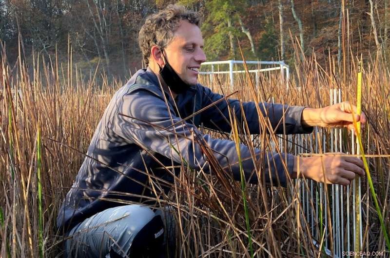 Rising Seas Overwhelm CO₂ Benefits in Wetland Plants