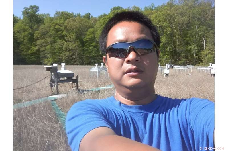 Rising Seas Overwhelm CO₂ Benefits in Wetland Plants