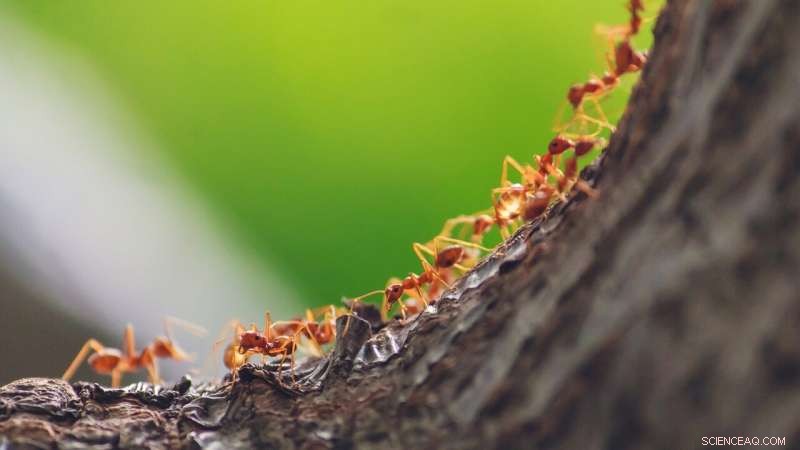 Ants Underground Offer Novel Satellite Method to Measure Snow Depth