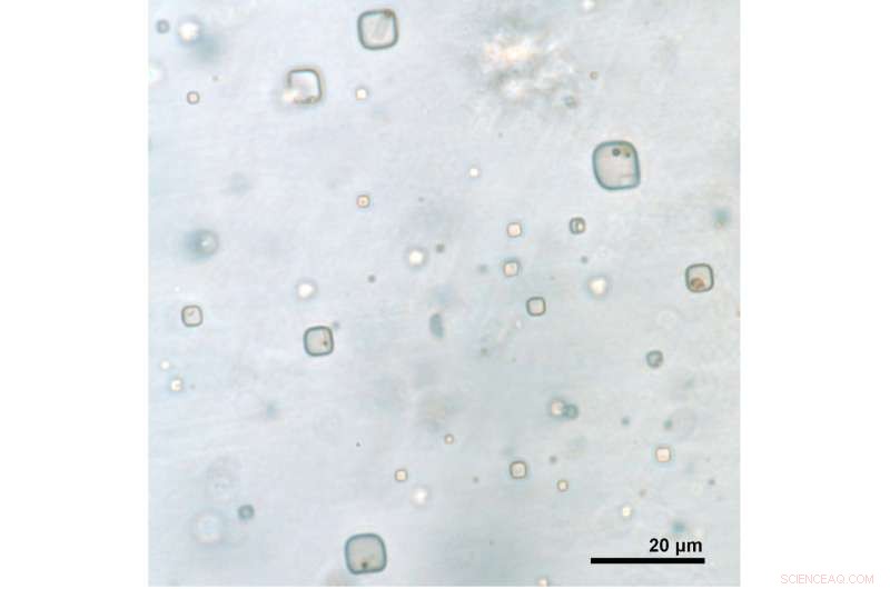 Ancient Microorganisms in Halite Could Redefine the Search for Life