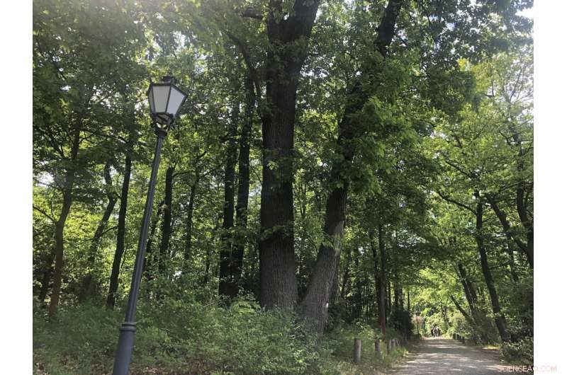 Impact of Forest Restoration on Global Water Cycles: A Comprehensive Study