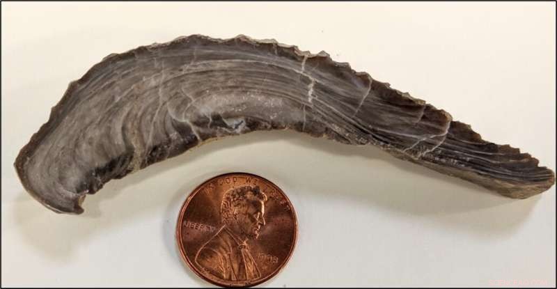 95 Million Years Ago: Fossil Oysters Reveal North America Was Tropical