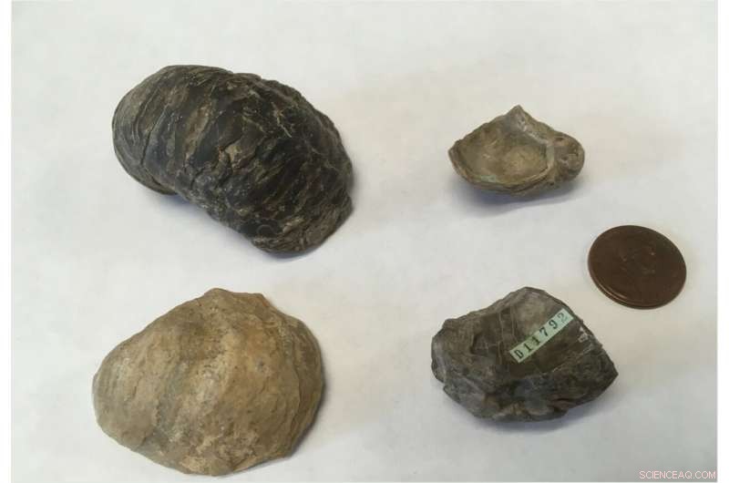 95 Million Years Ago: Fossil Oysters Reveal North America Was Tropical
