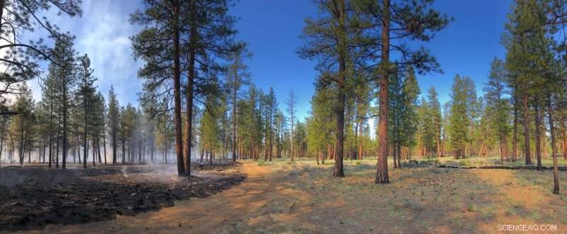 Consensus Strategy Launched to Shield Public Health from Controlled Burns and Wildfires