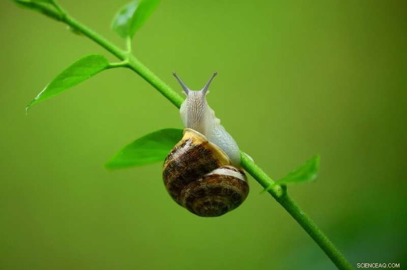 Using Land Snail Shells to Archive Extreme Weather and Precipitation Events