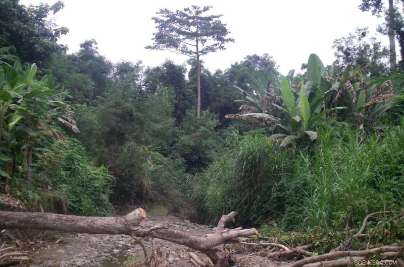 Tropical Plants Gain Less Growth from Rising CO₂ Than Earlier Studies Suggested