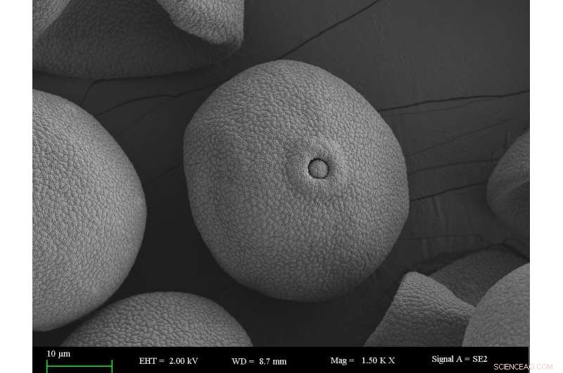 Tropical Plants Gain Less Growth from Rising CO₂ Than Earlier Studies Suggested