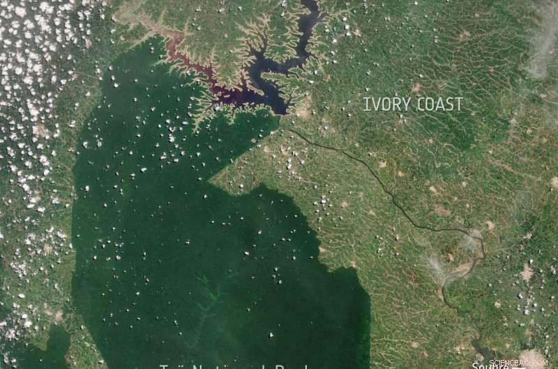 Mapping Agricultural Deforestation: Oil Palm Plantations & Forest Loss