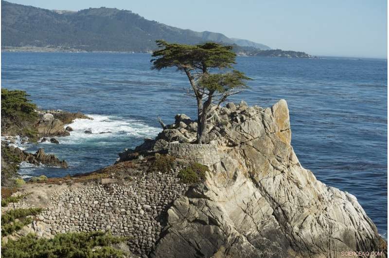 California Bill Would Require Blue Carbon Mitigation for Coastal Development