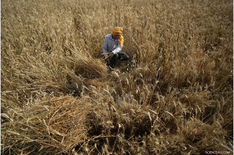 Heat Wave Devastates India s Wheat Crop, Threatening Export Plans