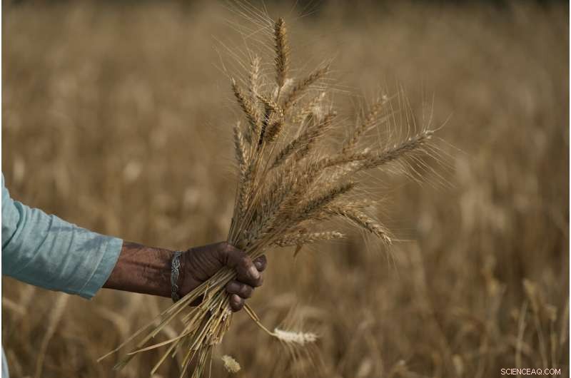Heat Wave Devastates India s Wheat Crop, Threatening Export Plans