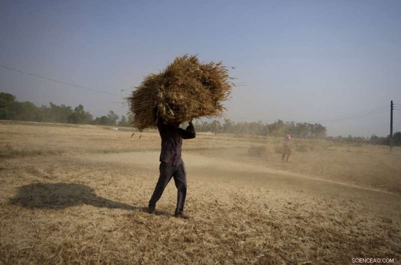 Heat Wave Devastates India s Wheat Crop, Threatening Export Plans