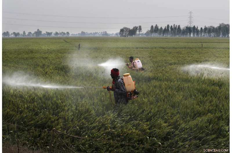 Heat Wave Devastates India s Wheat Crop, Threatening Export Plans