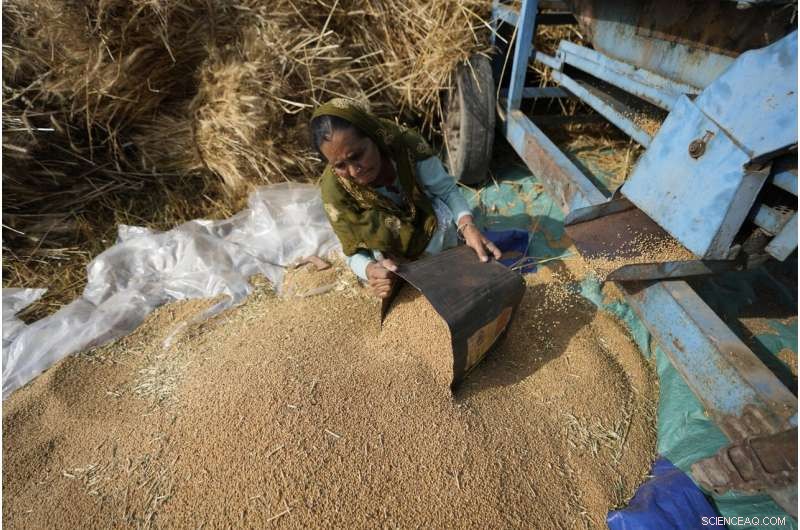 Heat Wave Devastates India s Wheat Crop, Threatening Export Plans