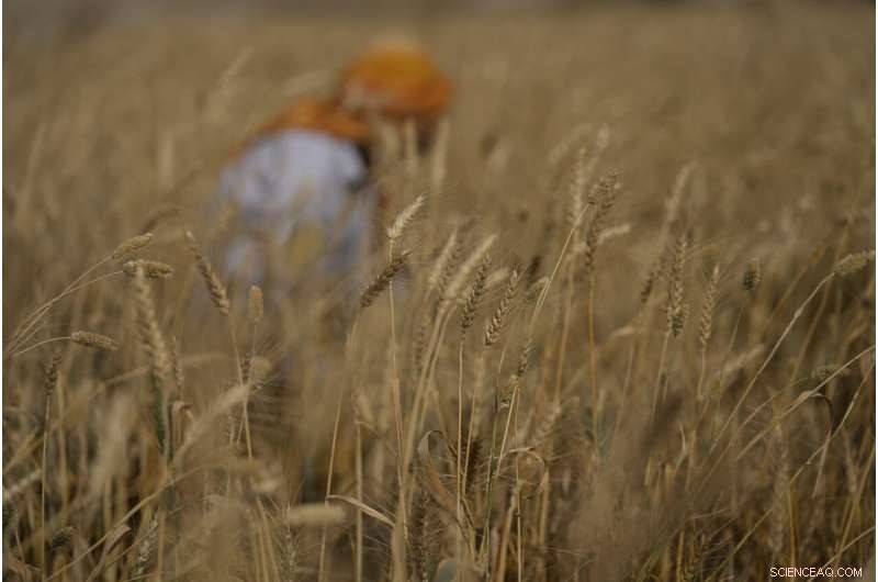 Heat Wave Devastates India s Wheat Crop, Threatening Export Plans
