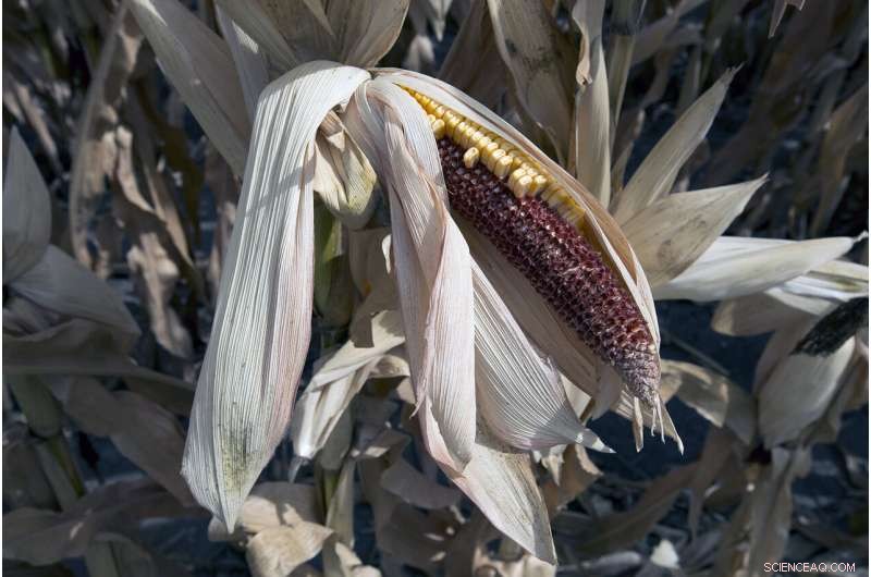 Rising Weather Extremes Threaten Corn Yields and Societal Stability