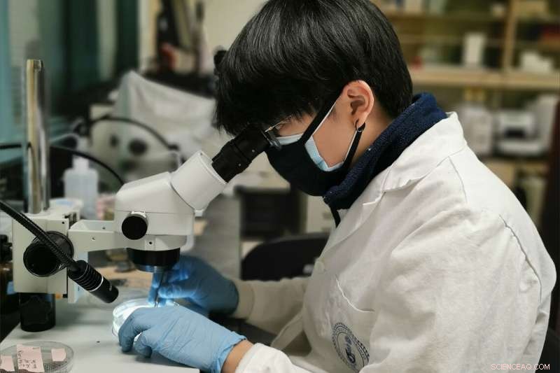 AI Accelerates Microplastic Counting: Machine Learning Enhances Speed & Accuracy