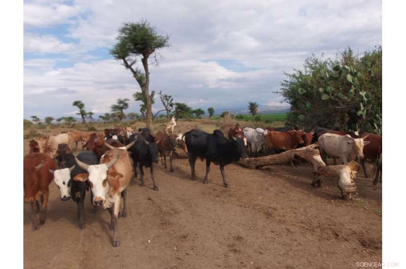 Study Urges 75% Reduction in Meat Consumption for Sustainable Climate Goals