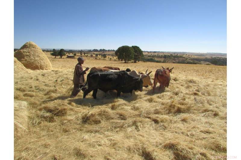 Study Urges 75% Reduction in Meat Consumption for Sustainable Climate Goals