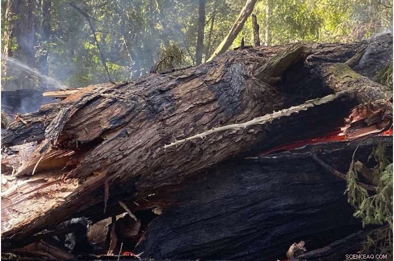 Biden Issues Executive Order to Safeguard Old-Growth Forests from Wildfire Threats