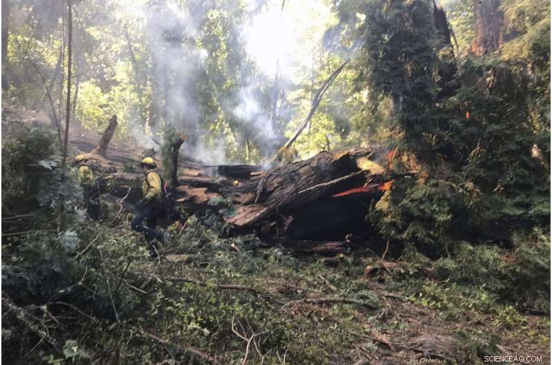 Biden Issues Executive Order to Safeguard Old-Growth Forests from Wildfire Threats