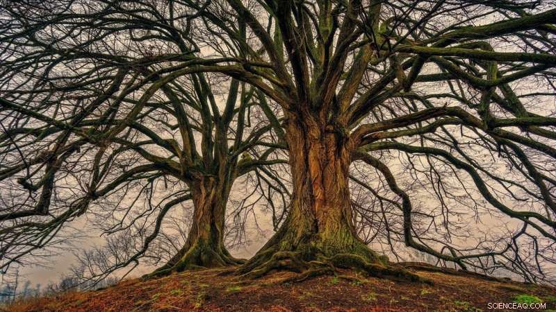 Paired Gas Measurements: A Novel Biogeochemical Tracer for Soil Respiration Studies