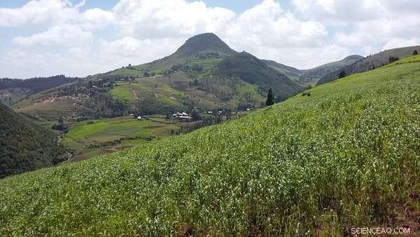 Climate Change Triggers Global Collapse in Insect Populations; Farmland Faces 63% Decline, New Research Shows
